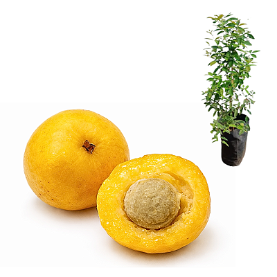 Muda de Uvaia amarela ácida (Eugenia pyriformis)