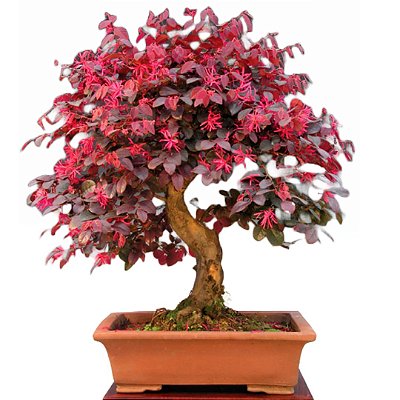 Muda Loropetalum Chinense - Para Cerca Viva e Bonsai