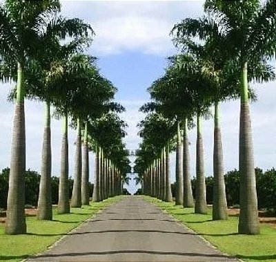 Kit 10 Mudas Palmeira Imperial com 20 a 35 cm