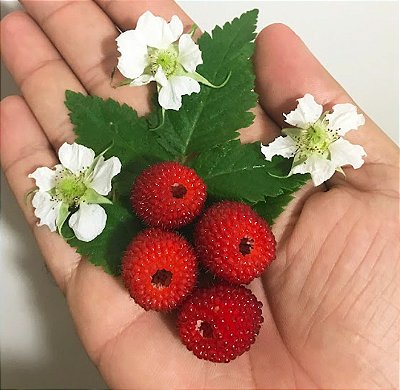 Muda de Framboesa Silvestre Clonada Estaca - (Rubus Rosifolius)