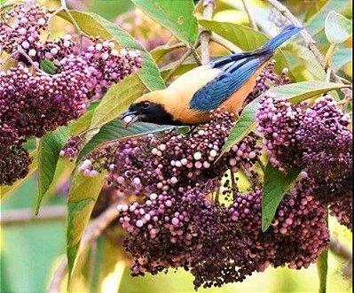 Muda Calicarpa Chinesa (Callicarpa Reevesii) - Atrai Pássaros - Exótico