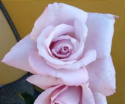 Muda Rosa Azul Prateado - Enxertada - Prestes a dar Flor
