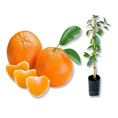 Muda de Tangerina Montenegrin Tardia - Produzindo - Enxerto