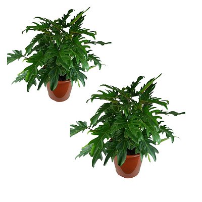 Kit 2 Mudas Fllodendro Xanandu