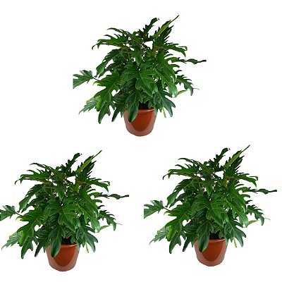 Kit 3 Mudas Fllodendro Xanandu