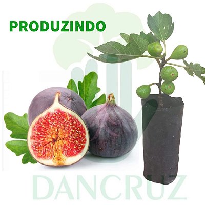 Kit 5 Mudas Figo Roxo de Valinhos - PRODUZINDO