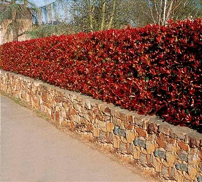 Muda Fotinia Photinia Fraser Sementes Flor Cerca Viva