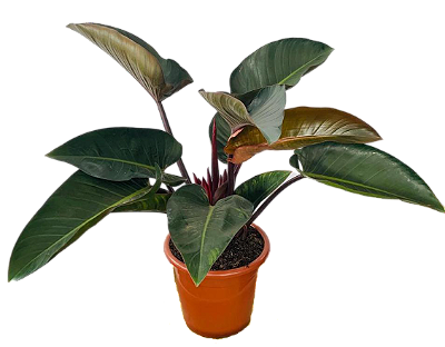 Mudas de Filodendro Rubro Philodendron Erubescens Novidade