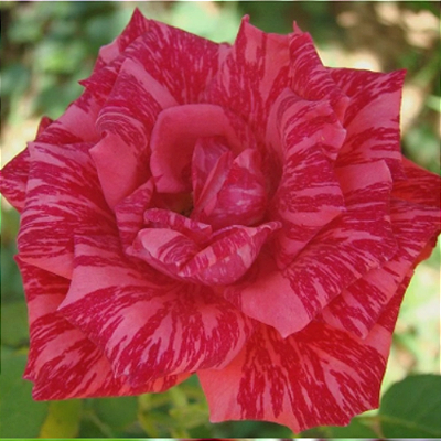 Muda Rosa Cor Bordo Mesclada enxertado