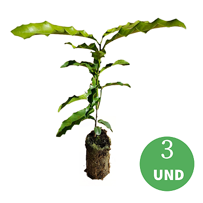 Kit 3 Mudas de Espinheira Santa - A Verdadeira - (Maytenus Ilicifolia)