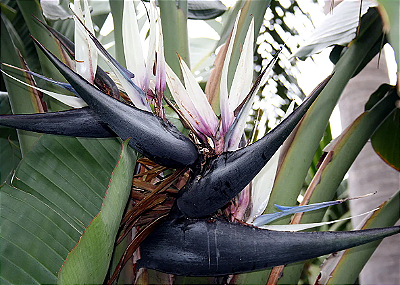 Muda de Strelitzia Nicolai Flor Branca Novidade