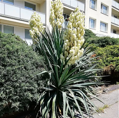 Muda Yucca Whipplei do Deserto