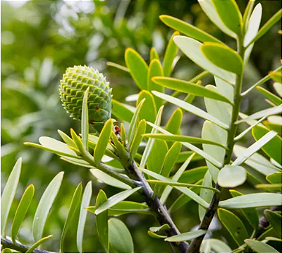 Muda Árvore Kauri - Agathis Australis da Nova Zelândia Raríssima