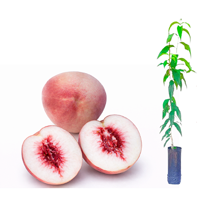 Muda Pêssego Barbosa Solta Caroço Enxertado - Novidade