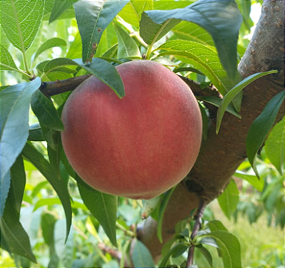 Muda Pêssego Mexicano Solta Caroço Enxertado - Novidade