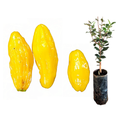 Muda Pitanga Bananinha (Eugenia Anthropophaga)