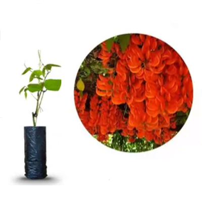 Muda de Jade Vermelha - Feita de Estaca - Tamanho 12 a 25 CM