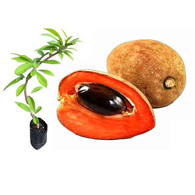 Muda de Mamey - Pouteria sapota -FEITA DE ALPORQUIA-RARO