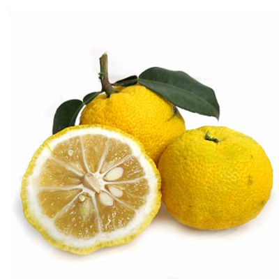 Muda Limão Japonês Yuzu Enxertado para Vaso - Lançamento