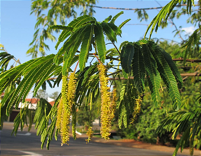 Mudas de Angico Vermelho - Anadenanthera macrocarpa