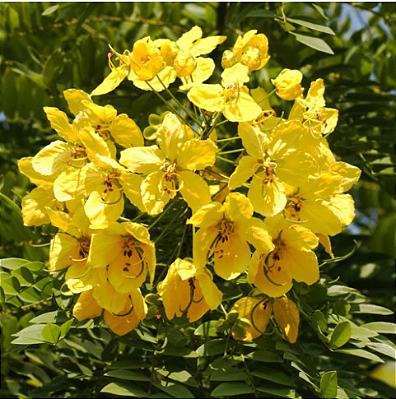 Muda de Falso-barbatimão - Cassia leptophylla