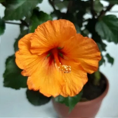 Mudas Hibisco Flor Laranjada-Clonadas estaca