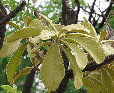 Muda Pitiá Peroba-do-cerrado (Aspidosperma tomentosum)