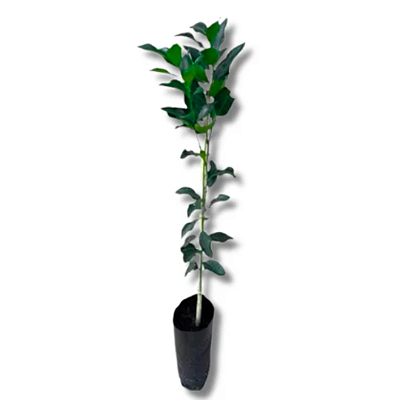 Kit 6 Mudas de Tangerina Enxertadas - Produção o Ano Inteiro (Cultivo em Vaso ou Solo)