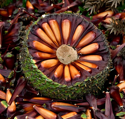 Muda araucaria Pacová enxertada(Pinhão)  MACHO