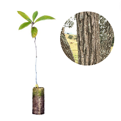 Muda de Cambará - Gochnatia sp