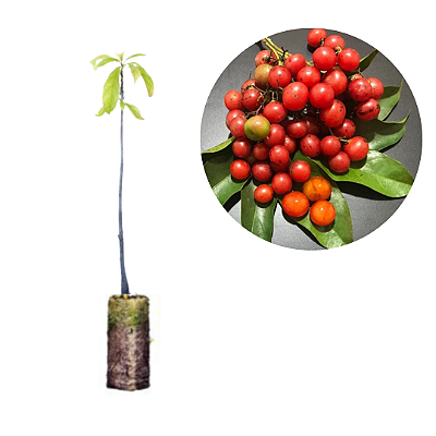 Kit 10 Muda de Louro Pardo-Cordia Ecalyculata -Louro Salgueiro ou chá de Bugue