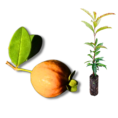 Muda Pitangão amarelo da Unicamp-(Eugenia burkartiana)