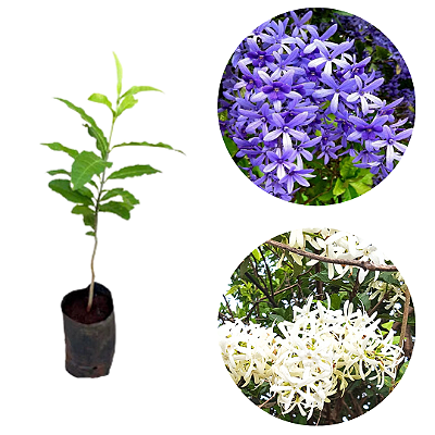 Kit 2 Mudas de Flor de São Miguel Branca 1 Azul - Clonadas - Já Pode Florecer