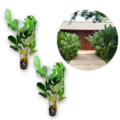 Kit 2 Muda de Mini Maranta Charuto