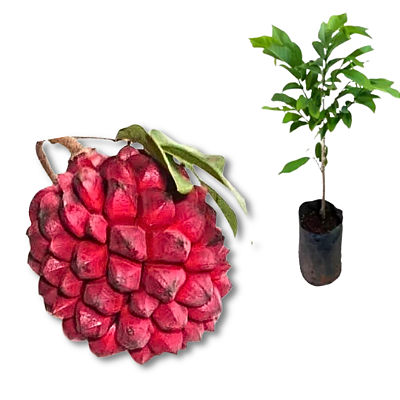 Muda  Pindaíba ou Pindaúva - Duguetia Lanceolata
