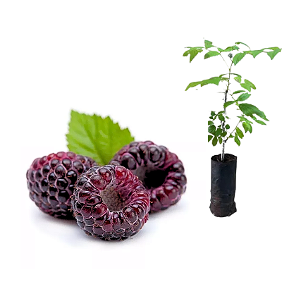 Muda Framboesa Negra do Mysore ( Rubus niveus )