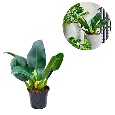 Muda  Pacová Philodendron