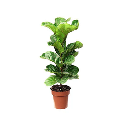 Muda de Ficus Lyrata Bambino Pote 15