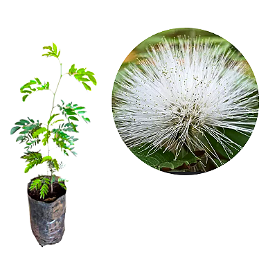 Muda da Flor Caliandra Branca para Cerca viva-muda clonada