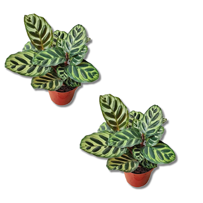 Kit 2 Mudas de Maranta Pavão ou Calathea Makoyana pote