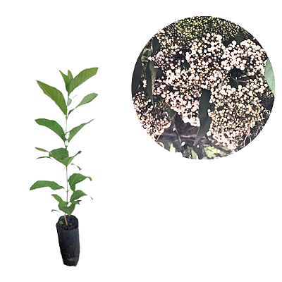 Muda Calicarpa Chinesa Arbórea BRANCA RARA  ( Callicarpa reevesii ) Atrai passarros