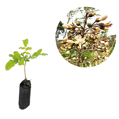 Muda de Catuaba Branca Rara - Trichilia catigua