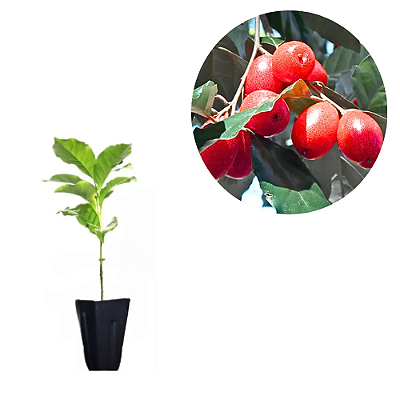 Muda de Cereja do Himalaia (Elaegnus latfolia)