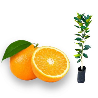 Muda Laranja-doce BRS IAC EECB Alvorada Enxertada