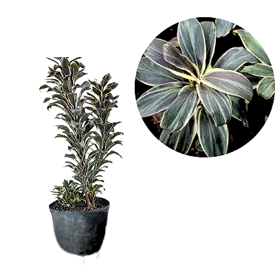 Muda Dracena cordyline chocolate queen