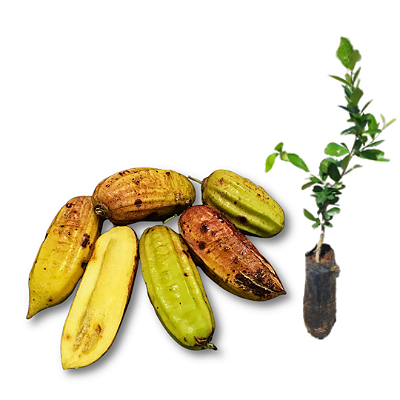 Muda de Guajilote ou Bananinha  Cana