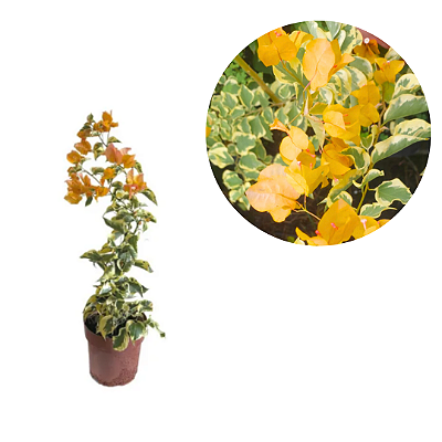 Muda Primavera Laranjada  Arbusiva  P5  Bougainvillea-estaquia