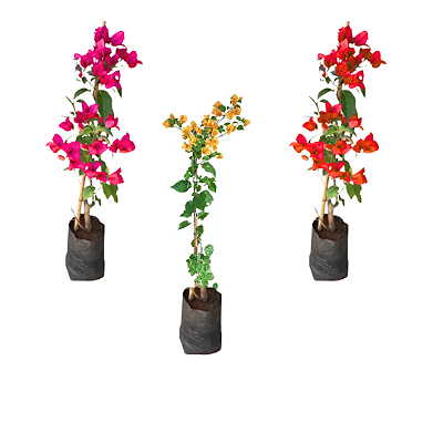 Kit 3 Mudas 1 Primavera Amarela P3 1 Primavera Lilas 1 Primavera Vermelha Clonada