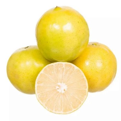 Muda Laranja Lima Da Persia (Citrus Limettioides)