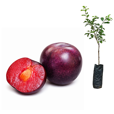 Muda de Ameixa Japonesa Sanguínea - Clonada